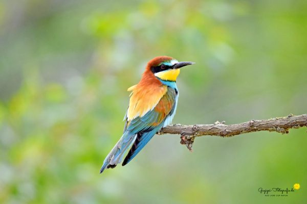 Bienenfresser (Merops apiaster)