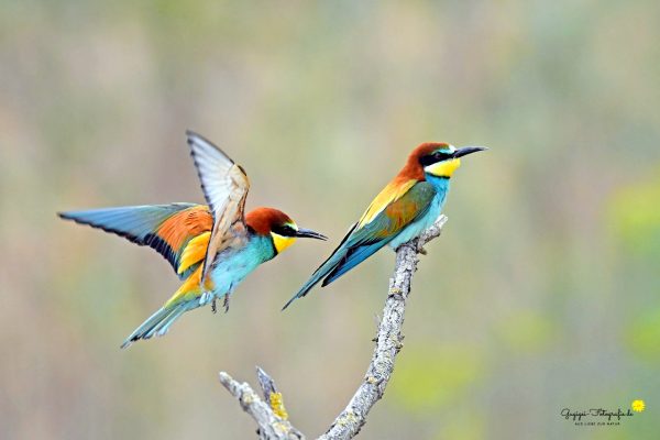 Bienenfresser (Merops apiaster)