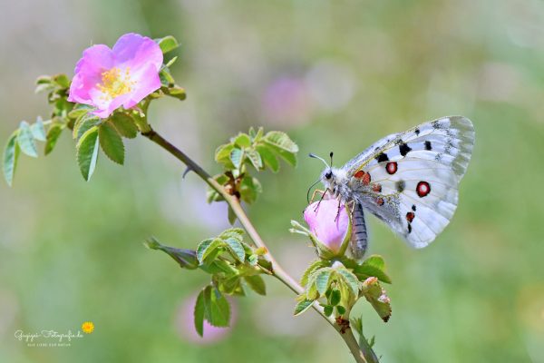 Roter Apollo (Parnassius apollo)