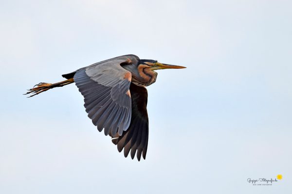 Purpurreiher (Ardea purpurea