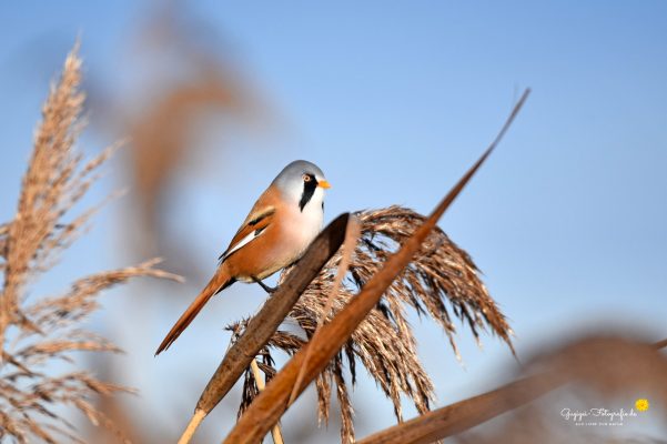 Bartmeise (Panurus biarmicus)