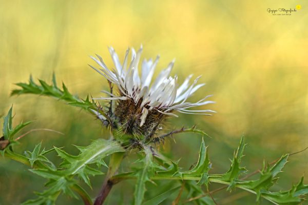 Silberdistel