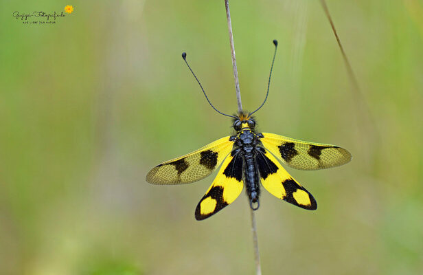Östlicher Schmetterlings-Haft (Libelloides macaronius)