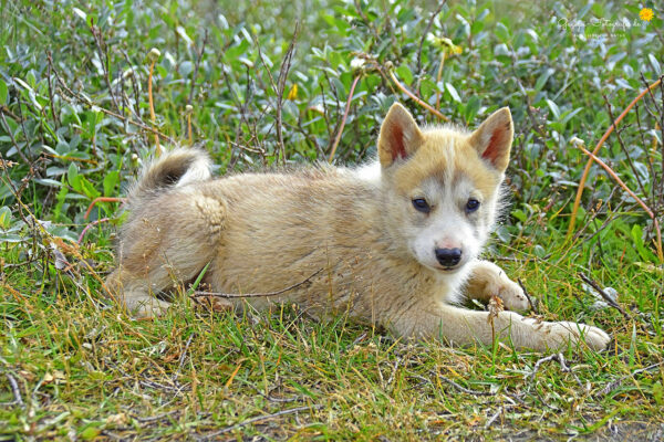 Schlittenhundwelpe
