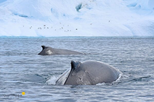 Buckelwale im Eisfjord bei Ilulissat