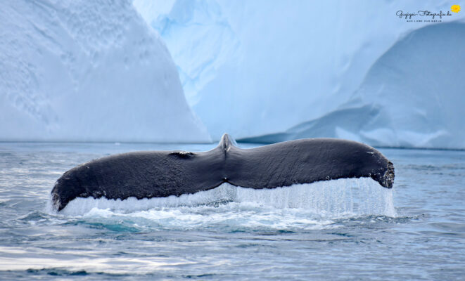Buckelwal im Eisfjord bei Ilulissat