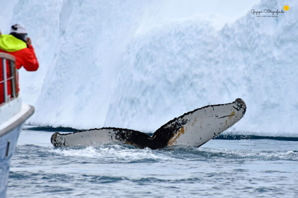 Walbeobachtung im Eisfjord bei Ilulissat
