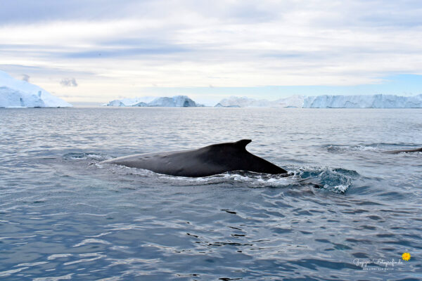 Buckelwal im Eisfjord bei Ilulissat