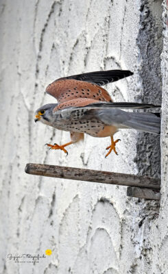 Turmfalke (Falco tinnunculus)