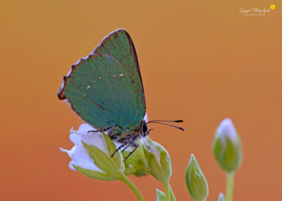 Grüner Zipfelfalter (Callophrys rubi) bzw. Brombeer-Zipfelfalter