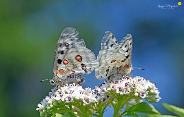 Apollofalter (Parnassius apollo)
