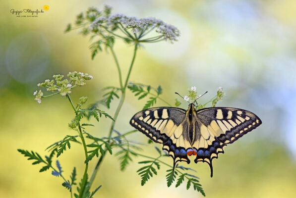 Schwalbenschwanz (Papilio machaon)