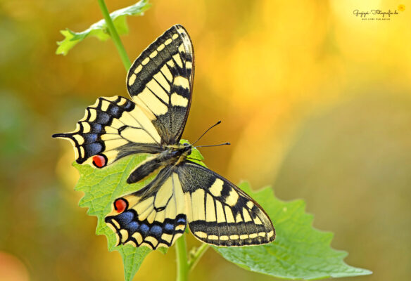 Schwalbenschwanz (Papilio machaon)