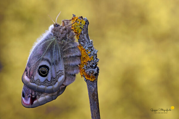 Südliches Kleines Nachtpfauenauge (Saturnia pavoniella)