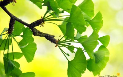 Ginkgo im Licht