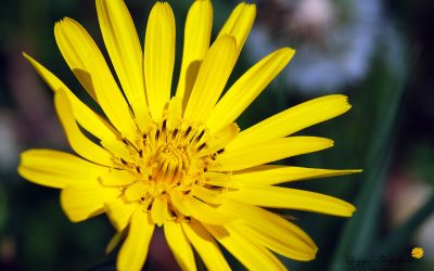 Wiesenbocksbart (Gugigei)