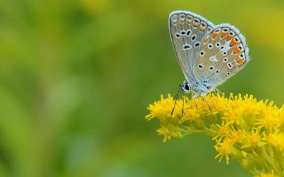 Kleiner Esparsetten-Bläuling (Polyommatus thersites)