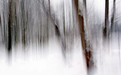 Wischerwald