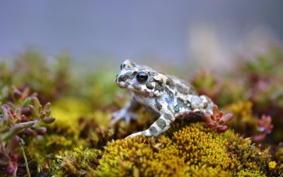 Wechselkröte (Bufo viridis)