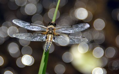 Libelle
