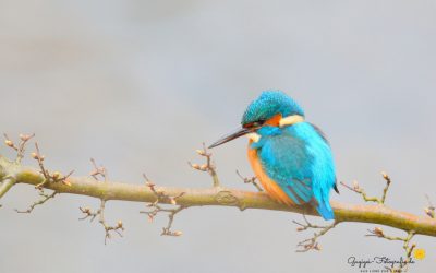 Eisvogel (alcedo atthis)