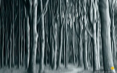 Wischerwald 2
