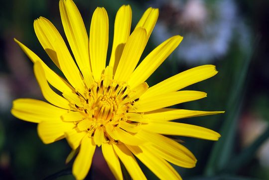 gugigei-fotografie-startseite-wiesenbocksbart.jpg