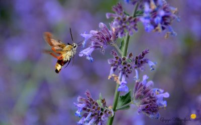Hummelschwärmer (Hemaris fuciformis)