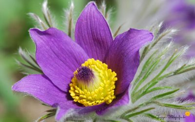 Küchenschelle (Pulsatilla vulgaris)